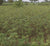 Organic Farming